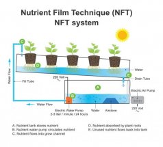 mini2-nft-720x648.jpg